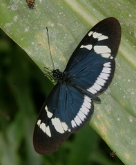Heliconius cydno cydnides