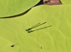Austroagrion exclamationis