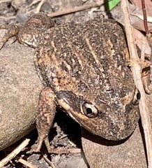 Limnodynastes dumerilii dumerilii