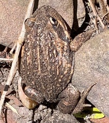 Limnodynastes dumerilii dumerilii