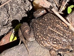 Limnodynastes dumerilii dumerilii