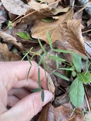 Vicia minutiflora