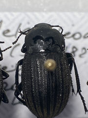 Eleodes tricostata