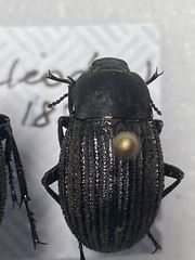 Eleodes tricostata