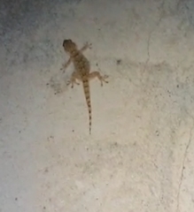 Tarentola mauritanica