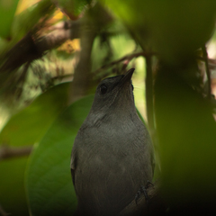 Dumetella carolinensis