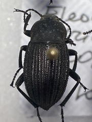 Eleodes tricostata