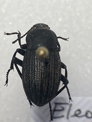 Eleodes tricostata