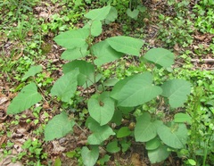 Reynoutria × bohemica