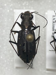 Cicindela punctulata punctulata