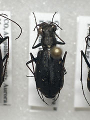 Cicindela punctulata punctulata