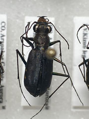 Cicindela punctulata punctulata