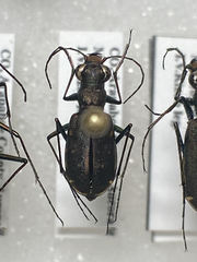 Cicindela punctulata punctulata