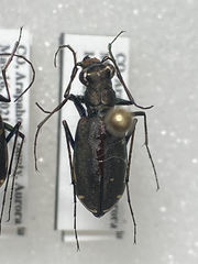 Cicindela punctulata punctulata