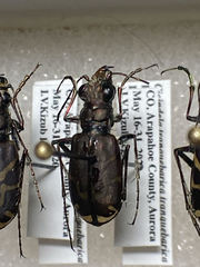 Cicindela tranquebarica