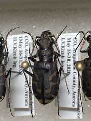 Cicindela tranquebarica