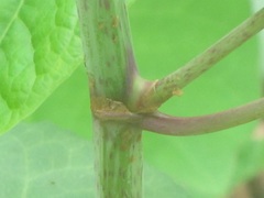 Reynoutria × bohemica