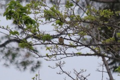 Sialia mexicana
