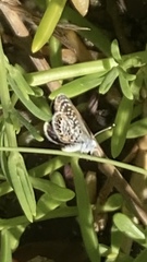 Brephidium exilis yucateca