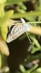 Brephidium exilis yucateca