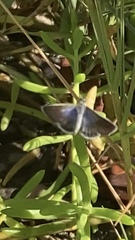 Brephidium exilis yucateca