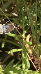 Brephidium exilis yucateca