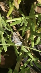 Brephidium exilis yucateca