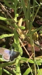 Brephidium exilis yucateca