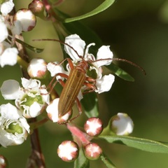Stenoderus concolor