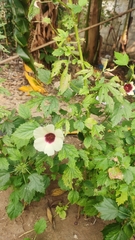 Hibiscus