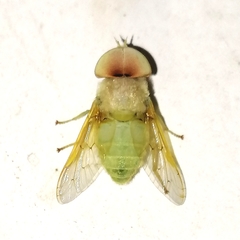 Chlorotabanus