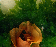 Parablennius tasmanianus