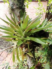 Tillandsia biflora