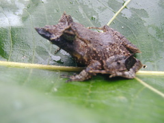 Guenther's Triangle Frog photo 3