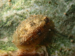 Ectopria nervosa