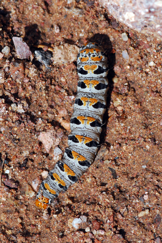 Purslane Moth photo 4