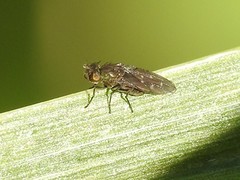 Scatella