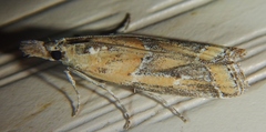 Lipographis