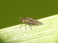 Scatella
