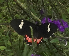 Parides erithalion cauca