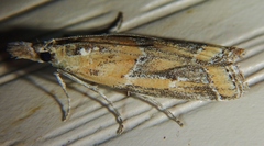 Lipographis
