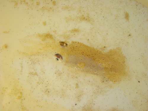 photo of Atlantic Brief Squid (Lolliguncula brevis)