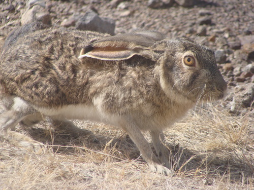 White-sided Jackrabbit