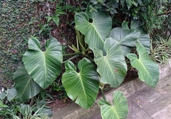Philodendron eximium