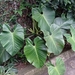 Philodendron eximium - Photo (c) Marcos Mortara, some rights reserved (CC BY-NC), uploaded by Marcos Mortara