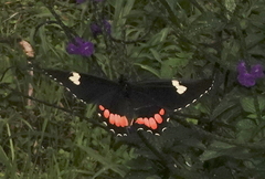 Parides erithalion cauca