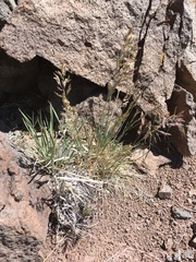 Poa fendleriana