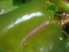 Micronereis minuta