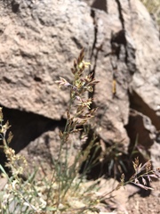 Poa fendleriana