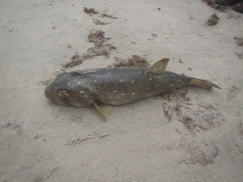 Stekelkogelvis (Ephippion guttifer) — Tetraodontidae — 4